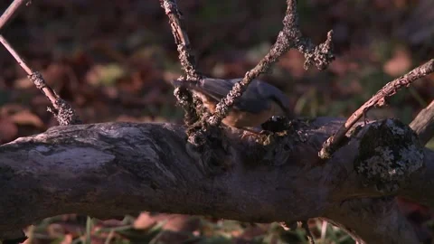 Nuthatch on a tree trunk on the ground Stock Footage 207684663