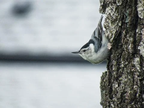 Nuthatch on a Tree Trunk Stock Photos