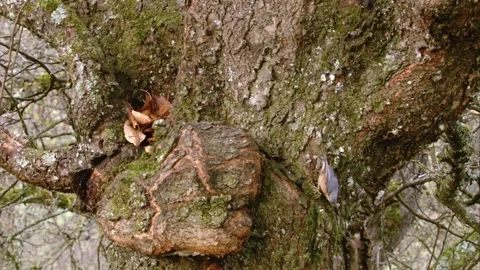 Nuthatch on a trunk Stock Footage 207680900