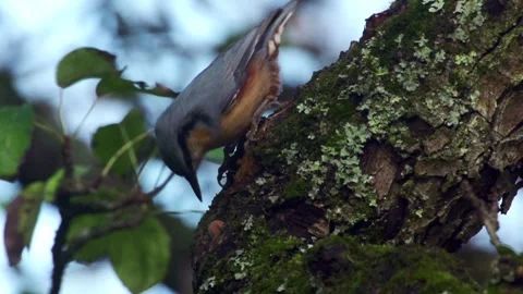 Nuthatch trying to crack a nut Stock Footage 323451134