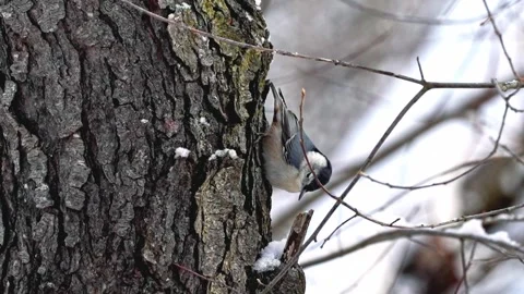 Nuthatch upside down on tree trunk eating snow Stock Footage 333481549