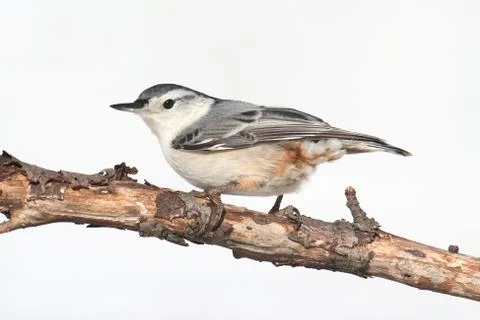 Nuthatch With a White Background Stock Photos