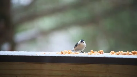 Nuthatch white breasted wild bird eating suet seed on balcony in winter snow Stock Footage 330279994