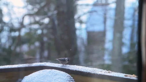 Nuthatch white breasted wild bird eating suet seed on balcony in winter snow Vidéo 330284967