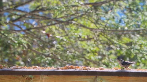 Nuthatch white breasted wild bird eating suet seed on balcony in winter snow Vídeo Stock 330288433