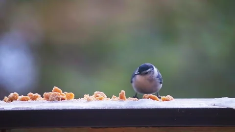 Nuthatch white breasted wild bird eating suet on winter balcony slow motion Stock Footage 330293864