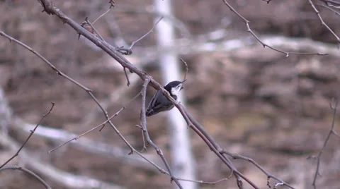Nuthatch in wild on tree branch Stock Footage 59170130