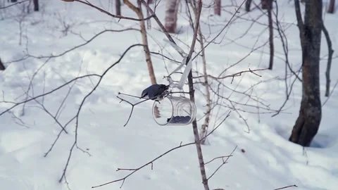 Nuthatch in the winter forest eating grain Stock Footage 151680831
