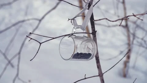 Nuthatch in the winter forest eating grain Stock Footage 151680870