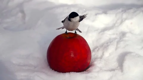 Nuthatch in the winter forest. Stock Footage 151680873