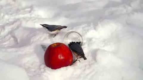 Nuthatch in the winter forest. Stock Footage 151680900
