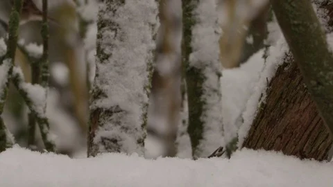 Nuthatch in winter - red epic footage Stock Footage 83427204