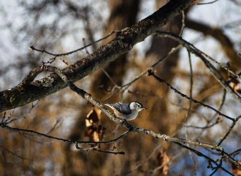 Nuthatch in wintertime Stock Photos