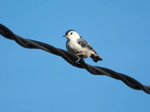 Nuthatch On A Wire Stock Photos