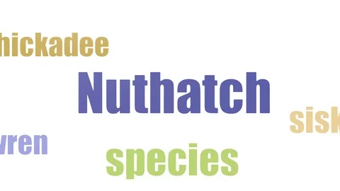 Nuthatch Word Cloud Animated Isolated Vídeos de archivo 103092383