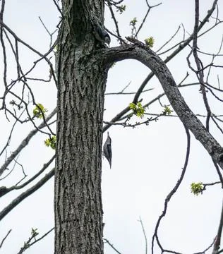Nuthatches in a tree early spring Stock Photos