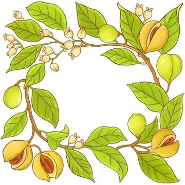 Nutmeg branch vector frame Stock Illustration