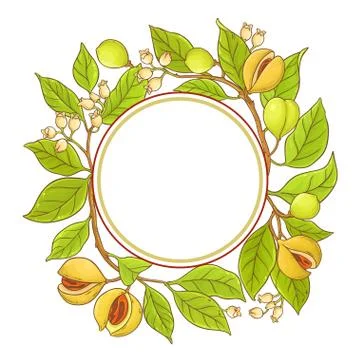 Nutmeg branch vector frame Illustrazione stock