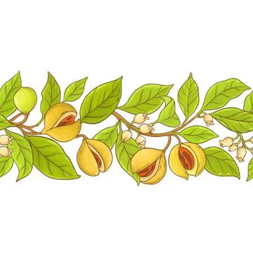 Nutmeg branch vector pattern Illustrazione stock