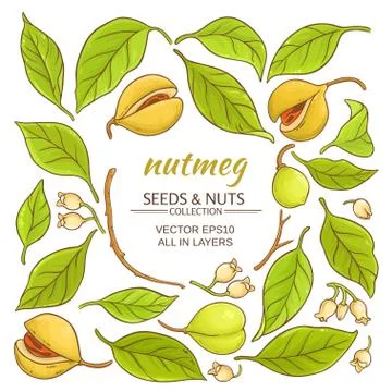 Nutmeg elements set Stock Illustration