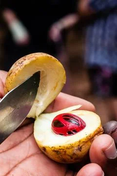 Nutmeg Fruit Cut Open A hand holding the fruit of a nutmeg tree after cutt... Stock Photos