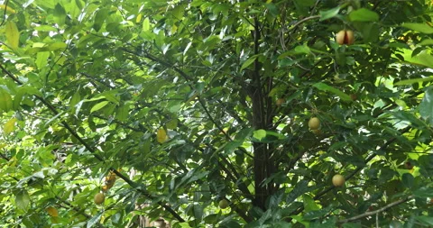 Nutmeg fruit - split open with Mace visi... | Stock Video | Pond5