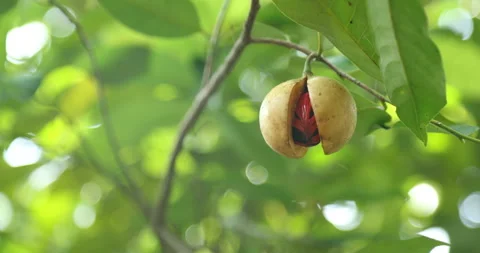 Nutmeg fruit - split open with Mace visi... | Stock Video | Pond5
