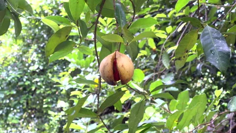 Nutmeg fruit on tree in which aril and seed can be seen Stock Footage 279750077