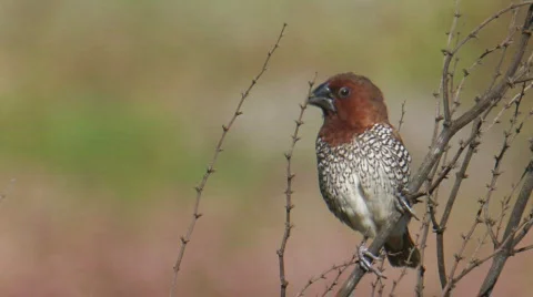 Nutmeg Mannikin Stock Footage 283145