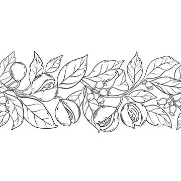 Nutmeg Outline Horizontal Seamless Pattern. Stock Illustration