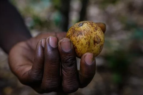Nutmeg Fotos de archivo