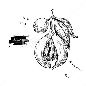 Nutmeg Tree Drawing Botanical Nutmeg Stock Illustrations – 616