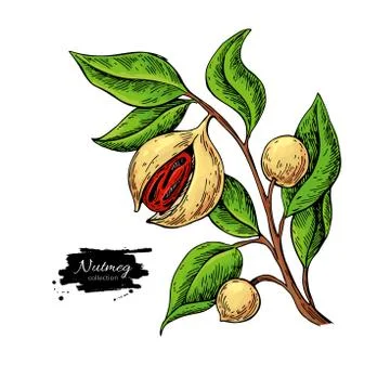 Nutmeg plant branch vector drawing. Botanical illustration. Vintage hand drawn Stock Illustration