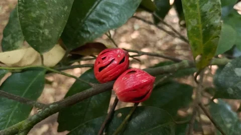 Nutmeg seed. Stock Footage 171605869
