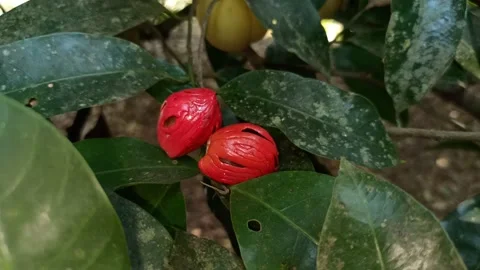 Nutmeg seed. Stock Footage 171605888