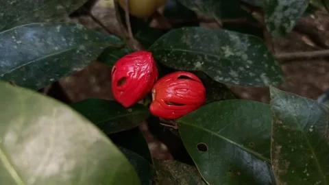 Nutmeg seed. Stock Footage 171606047