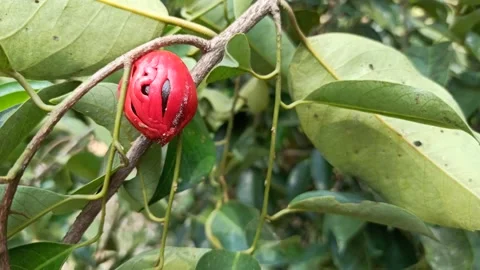 Nutmeg seed. Stock Footage 171606177