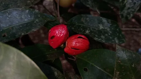 Nutmeg seed. Stock Footage 171606460