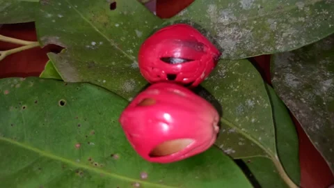 Nutmeg seed. Stock Footage 171607068