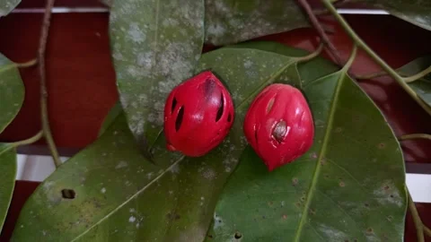 Nutmeg seed. Stock Footage 171607256