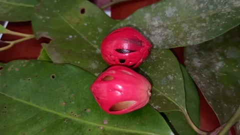 Nutmeg seed. Stock Footage 171607325