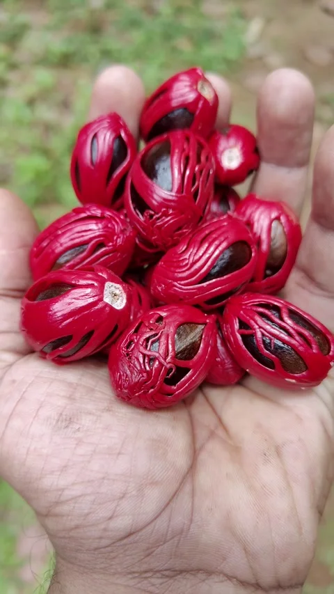 Nutmeg seeds covered with vibrant red mace resting on a hand Video stock 312692931