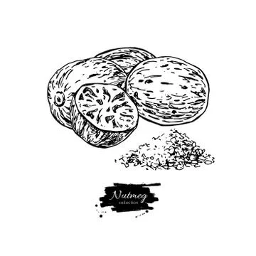 Nutmeg spice vector drawing. Ground seasoning nut sketch. Herbal ingredient Stock Illustration
