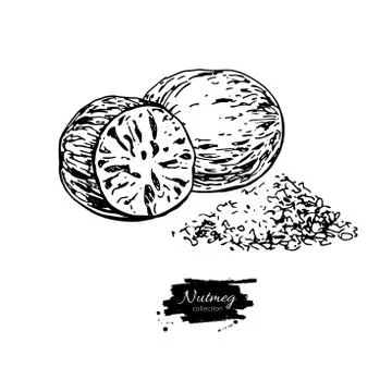 Nutmeg spice vector drawing. Ground seasoning nut sketch. Herbal ingredient Stock Illustration
