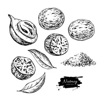 Nutmeg spice vector drawing. Ground seasoning nut sketch. Dried seeds and fresh Stock Illustration