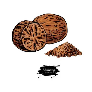 Nutmeg spice vector drawing. Ground seasoning nut sketch. Herbal ingredient Illustrazione stock