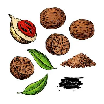 Nutmeg spice vector drawing. Ground seasoning nut sketch. Dried seeds and fresh Stock Illustration