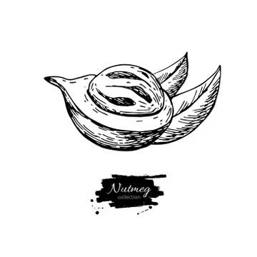 Nutmeg spice vector drawing. Mace fruit seasoning nut sketch. Herbal ingredient Stock Illustration