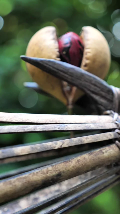 Nutmeg split open to reveal seed and aril Stock Footage 325733594