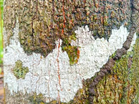 Nutmeg tree bark Stock Photos